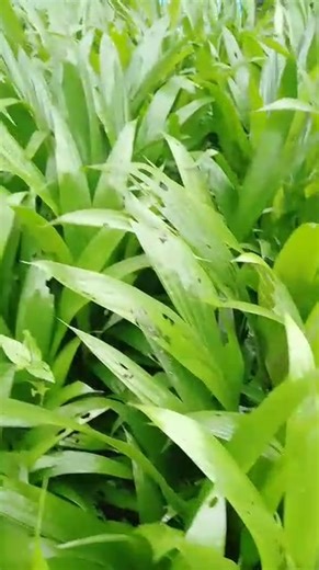 DWARF HYBRID COCONUT SEEDLINGS Dwarf hybrid coconut seedlings are a popular choice for high-yield farming, promoted through the Coconut Planting Challenge. These hybrids typically begin fruiting within 3 to 4 years. Coconut Planting Challenge group encourages small-scale and retirement-focused farming. * Goal: To build sustainable wealth and a "retirement plan" through collective farming and marketing. * Entry Requirements: Typically requires a minimum purchase of 10 Malaysian dwarf hybrid seedl
