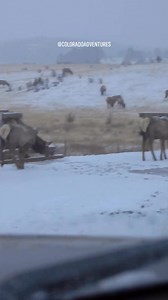 265K views · 1.7K reactions | Elk crossing a cattle guard in Estes Park. #elk #estesparkcolorado #fypシ #coloradoadventures #foryoupageシ #Colorado #estespark #coloradowildlife | Colorado Adventures | Facebook