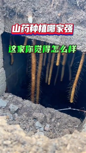 山藥種植哪家強？這家你覺得怎么樣？#我的小菜園 #關注我一起學種菜 #種植小技巧 #田園生活 #挖山藥 | 峰哥教種菜