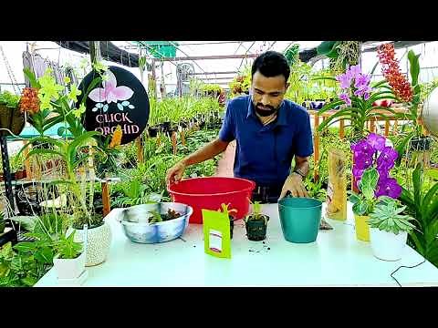 Tips on Growing Dendrobium Orchid for the Beginners