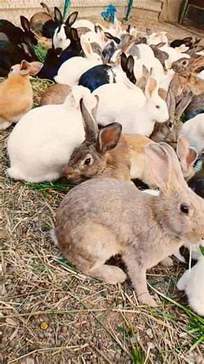 cute and smile 🐇 🐇 reaction and rabbit eating the carrot #rabits #youtub #funnycute #shortsfeed