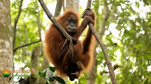 A moment you will never forget. Join us on tour and learn about the critically endangered orangutan. www.orangutanodysseys.com | Orangutan Odysseys