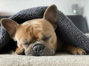 Covering Your Dog With A Blanket: Is It Safe? - [2026]
