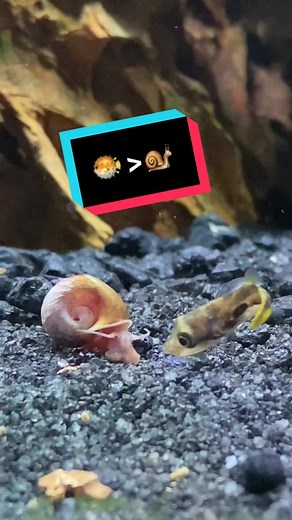 Pea Puffer 🐌 #aquarium #fishtank #plantedtank #plantedaquarium #freshwateraquarium #peapuffer #pufferfish #snail