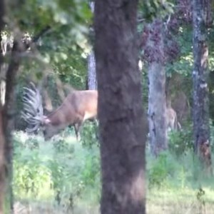 First hunt of 2025! Hunting giant Red Stag! #oakcreekwhitetailranch #redstag #safariclubinternational #redstaghunts | Oak Creek Whitetail Ranch