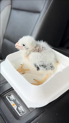 Amazing how fast a baby falcon grows up! This was how much Dolph grew over a 10 day span! 🐬