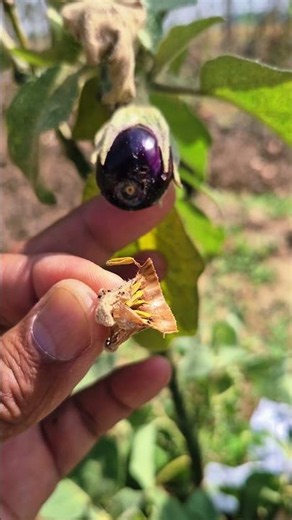 Stop Fruit Borer in Brinjal Naturally! No Chemical Spray Needed