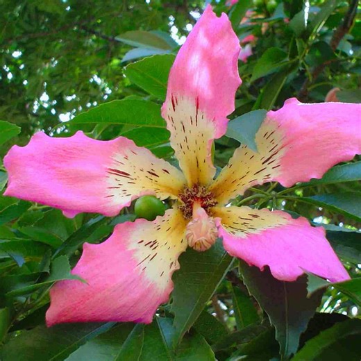 5 Ceiba Speciosa Seeds | Silk Floss Tree | Ornamental Flowering - Etsy