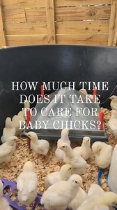 How time consuming is it REALLY to care for baby chicks? I'm discussing that what care they need each day in this video ☺️ I love baby chicks, and it's really not all that big of a deal to care for them, but they are fragile in the first couple of weeks...so prepare to give them a good look over twice a day. But, if you're in the fence based on how much work they would be to keep alive, I hope this video gives you some confidence that it's not hard or very time consuming at all! So, go order som