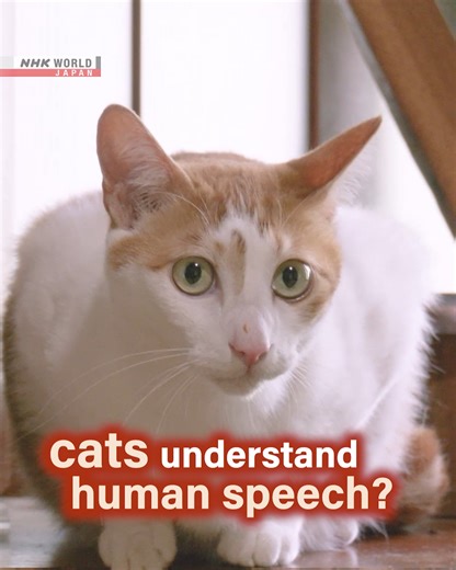 92K views · 1.8K reactions | Why are cats so cute? Japan may have the answer. ⬇️ https://www3.nhk.or.jp/nhkworld/en/shows/2015344/?cid=wohk-fb-org Science View Curiosity Saves the Cat | NHK WORLD-JAPAN | Facebook