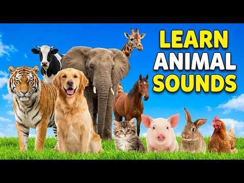 Cute Animal Sounds 🐶🐄🐯 | 30 Animals for Kids