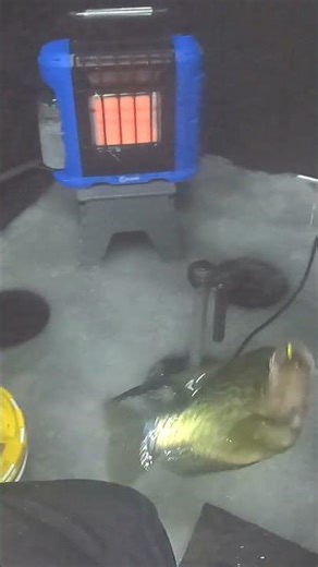 ABO | Crappie I'm Assuming! #shorts