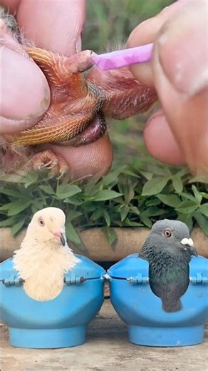 Satisfying Botfly Removal from a Baby Bird