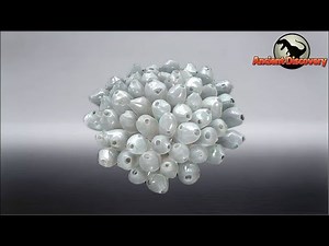 Urochordates | The spark of hope for Chordates | Evolution story