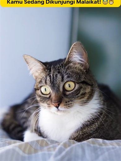 Kucing Liar Tiba-tiba Betah di Rumah? Fix, Kamu Sedang Dikunjungi Malaikat! 😇🐱