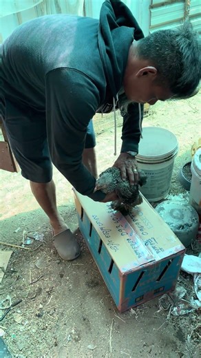 The real Costomer came to take chicken from my cape. Thank you 🙏