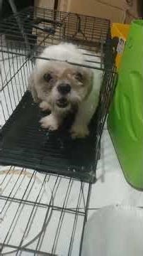 poodle vs shitzu nakisali pa SI jack Russell mix