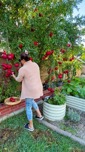 I am day dreaming about the pomegranates tree, Spring is here and I started to see the new sprouts already 🌸 Variety: Not sure but look more like “ Wonderful Pomegranate “. I planted in-ground. I bought the small established plant from @homedepot I am in zone 10B, and I don’t have frost date!