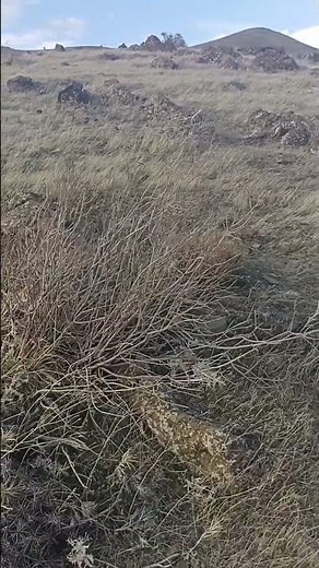 ASMR Mountain Wind 🌬️🏔️ | Deep Natural Wind Sounds for Sleep & Relaxation