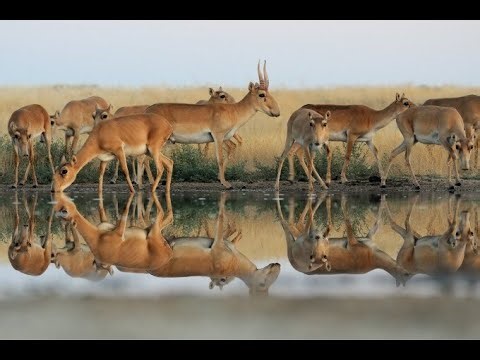 Back from the Ice Age: Rewilding Saigas in North America