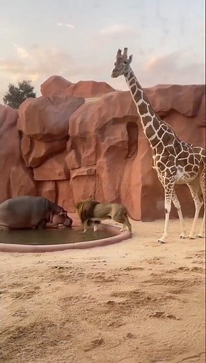 “Madagascar” Animals in Real Life: Lion, Giraffe & Hippo Face Off