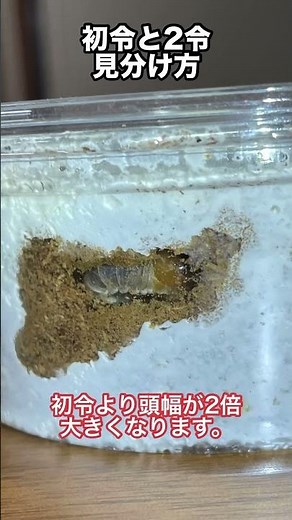 初令と2令の見分け方【クワガタ幼虫】 #クワガタ #オオクワガタ飼育 #オオクワガタ #幼虫