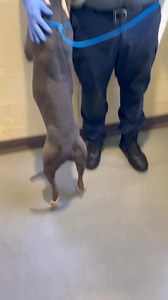 28K views · 2.1K reactions | **READY FOR ADOPTION!** **ADOPTION ONLY AT THIS TIME* Finn (A024229) is a neutered Pit Bull male who’s only 5 years old. He’s been with us since 3/10 and is ready for adoption! He’s currently located at our Adoption Center in Ellenwood. | Clayton County Animal Control | Facebook