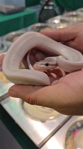 Stunning, Beautiful Morph 😁 Impresionante y hermosa morfosis