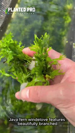 Low Tech Gram 🌏 on Instagram: "Java Fern "Windelov" — Shop Now 🌿🛒 A hardy, slow-growing fern with beautifully split, lacy leaf tips—perfect for low-light tanks and ideal for attaching to wood or rock without any special care. #javafernwindelov #lacyjavavern #aquariumplants #plantedtank #aquascaping #aquariumhobby"
