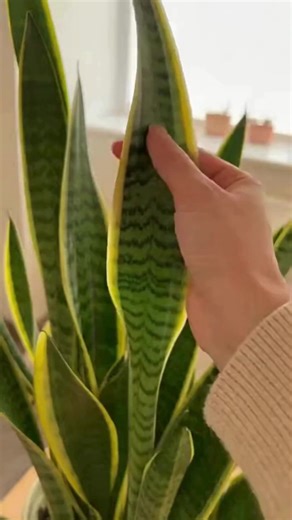 The Secret Bloom of the Snake Plant: What Triggers Its Rare and Fragrant Flowers | Grandma’s Recipes & Hacks