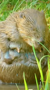 Cute beavers #animals #beavers #cute #shorts #shortvideo | Diary animal