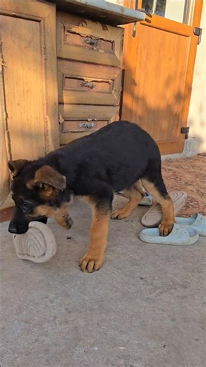 🤩Fluffy thief. Cute German Shepherd puppy steals slipper.