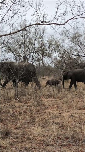Keeping bub in the middle 🐘