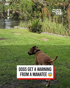 I thought it was a gator at first 😳 | Memezar