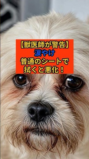 【涙やけ対策】ゴシゴシはNG！獣医が教える正しい目元ケア #犬 #獣医師 #犬の健康 #犬のいる暮らし #獣医 #涙やけ