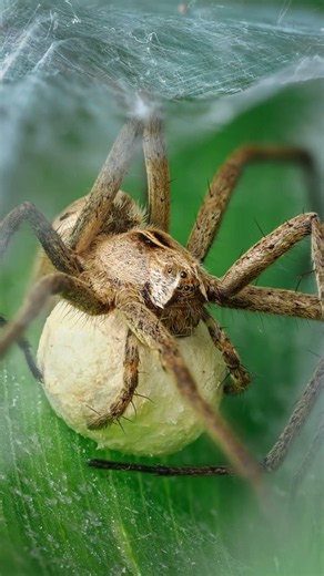 POV: Photographing a nursery web spider carrying her egg sac 🕷