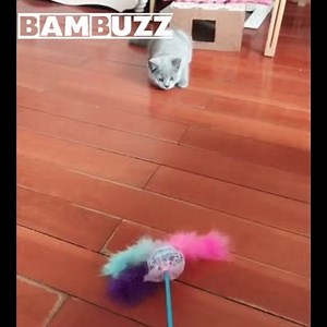 5.8K views · 13 reactions | Embarrassed... #cat #kitten #play #fun #ending | BAMBUZZ | Facebook