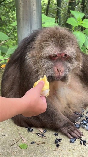 Is It Possible To Eat The Monkeys On Emei Mountain?#monkey