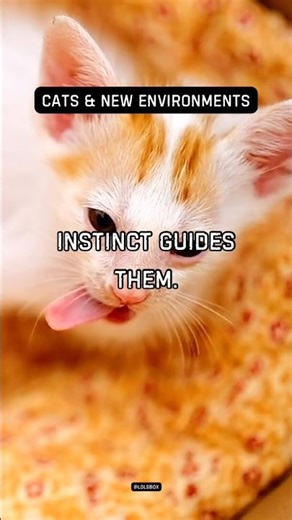 Cats find safe spots immediately. Instinct guides them.