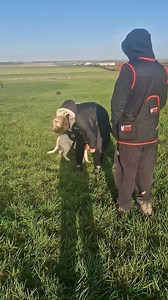 2.3K views · 25 reactions | Guide Dogs success rate dropped from 65...