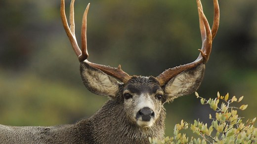 Doe a deer...do you know the deer? 🦌 Our Wildlife Science Coordinator, Jim Heffelfinger, explains how to tell if you're looking at a Mule Deer or a White-tailed Deer. Important info if you're heading out for a hunt, but nice to know for your next wildlife watching hike, too! #TipTuesday | Arizona Game & Fish Department