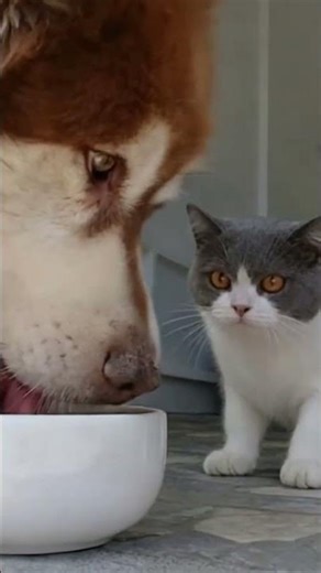 Alaskan Malamute Eats While Cat Watches 🐺🐱 #PetDramadaily