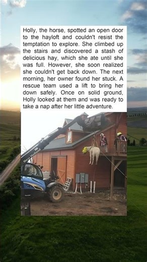 Horse Gets Stuck After Eating Too Much Hay