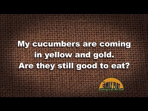 Q&A – My cucumbers are yellow and gold. Are they still good to eat?