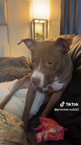 #pitbullnamesprincess #pitbullnamescupcake #dogreviews #dogreaction #dogtoyreview #fyp #dogtiktok #texas #tuffybone #fypシ @Pitbull