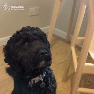9.1K views · 424 reactions | Our clever cockapoo has started his soundwork  Gizmo is in the final stage of his training and he is practicing the skills he'll need to alert his future deaf partner to life-changing, and potentially life-saving, sounds ‍了殺 | Hearing Dogs for Deaf People | Facebook