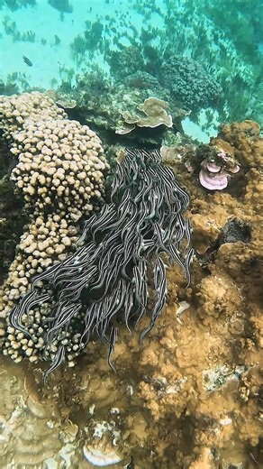 5.9K views · 192 reactions | Striped catfish moving through the channel today. #groupthink #followtheleader #norfolkislandreef | Norfolk ISLAND TIME | Facebook