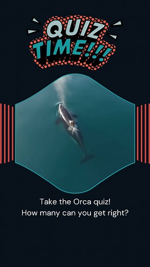 Do you really know our orcas? 🤔 Dive into our quiz now. Tag a friend, learn a thing or two, and show off your orca smarts. #OrcaQuiz #StrongCoast #Orcas | Strong Coast