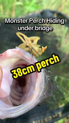 How to Catch Big Perch: Tips for Anglers