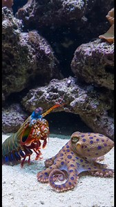 mantis shrimps vs blue-ringed octopus | John Fishing Adventure